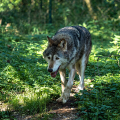 Fototapeta premium European Grey Wolf, Canis lupus in a german park