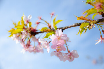 桜