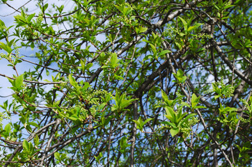 green nets on the background of the sky