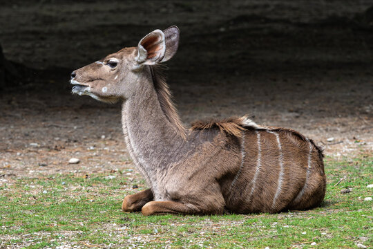 The common eland, Taurotragus oryx is a savannah antelope