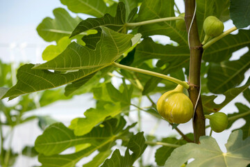 Close up of fig fruit get ripe on the branch of a fig tree in greenhouse