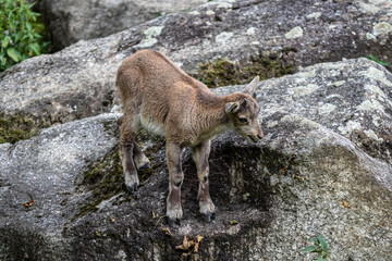 Young baby mountain ibex or capra ibex on a rock