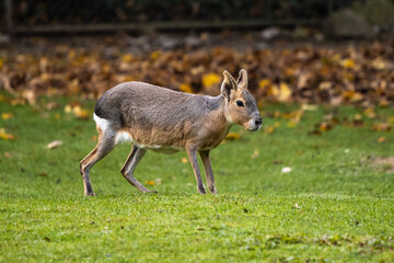 Patagonian Mara, Dolichotis patagonum are large relatives of guinea pigs
