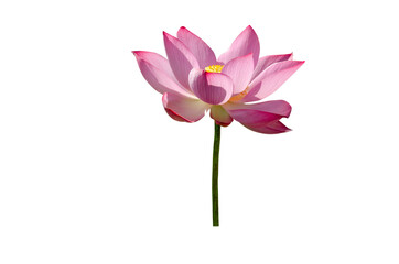 Beautiful lotus flower isolated on white background with Clipping Paths.