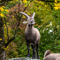 Male mountain ibex or capra ibex on a rock
