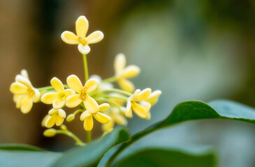 Group of Sweet osmanthus or Sweet olive flowers blossom on its tree