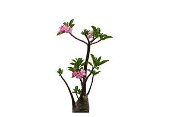 Desert Rose, Adenium tree, Isolated on white background with clipping path.