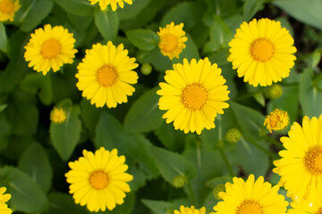 Yellow daisy doronicum Leonardo asteraceae close-up flower in the spring garden background