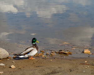 Drake on the sandy shore of a forest lake. Ducks in the park