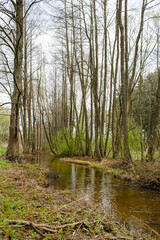 Small river in the spring forest. Forest stream. Clean clear water in a forest river