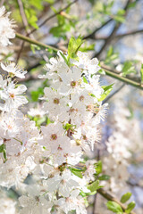 spring background with flowering trees, branches of a fruit tree with white flowers, close-up