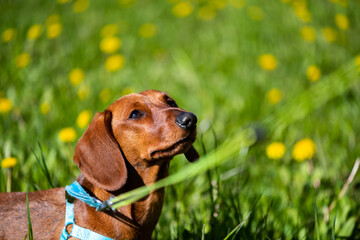 A smooth dachshund in the spring grass