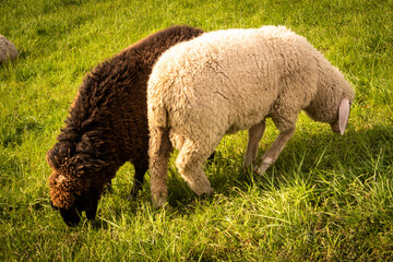 braunes und weisses Schaf beim Grasen auf Wiese