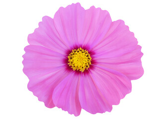 Pink cosmos flower isolated on white background with clipping path.