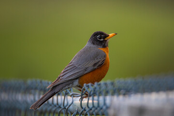 robin on the fence
