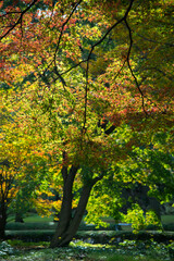 Fototapeta na wymiar Autumn leafs of Japanese maple in sunshine day.