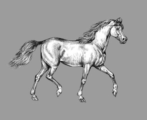 Obraz na płótnie Canvas Beautiful arabian horse. Pencil portrait of a horse. Equine drawing. 