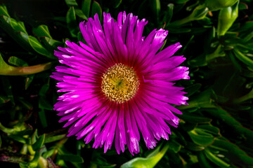  spring delicate purple flower  ice plant among green leaves close-up forming the background