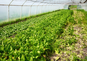 Organic vegetables grown in a polytunnel.