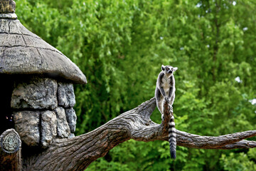 lemur on a tree at the zoo
