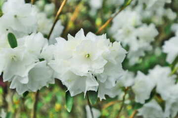 white flowers Rhododendron