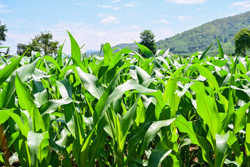 Close up green field of corn growing up in farm on the mountain background.