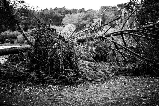 trees uprooted by a big storm