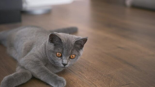 little pretty british shorthair cat lays on the floor - recorded in slow motion at 240 fps