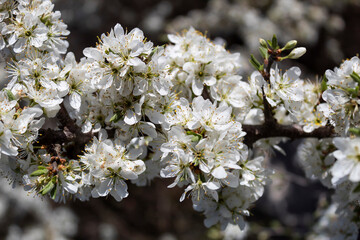 Blooming plum branch. 
