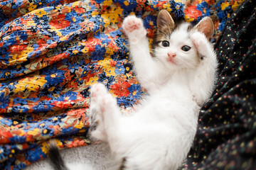 Cute little kitten playing on colorful floral dress on bed, top view.Adorable playful kitty relaxing © sonyachny