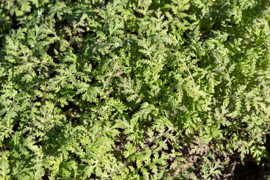 Phacelia green manure was grown in spring to improve soil composition.