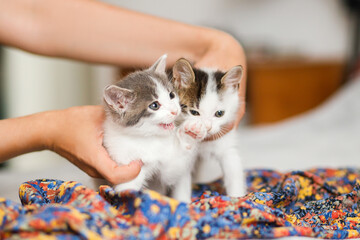 Hands holding cute little kittens on bed. Owner hugging two adorable funny kittens in bedroom