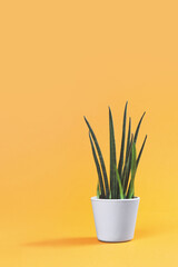 One cactus succulent plant in gray pot on pastel gradient terracotta illuminating orange and yellow background. Environment friendly summer or spring time minimal design concept with copy space
