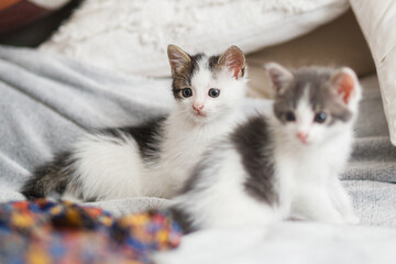 Cute little kittens sitting on colorful dress on bed. Two adorable curious kittens relaxing in room