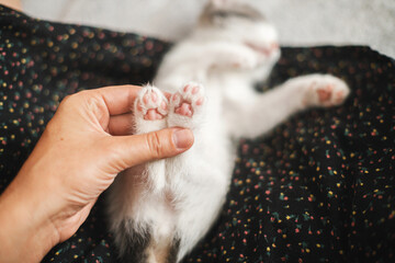 Hand holding cute little kitten paws with pink pads on dress. Woman hugging sleeping kitty. Adoption