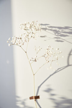 Save planet concept. Gypsophila flower glued to the background with shadows. Vertical photo. High quality photo