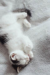 Cute little kitten lying on soft bed and cleaning. Adorable kitty licking paw on blanket. Grooming