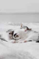 Cute little kittens sleeping on soft bed. Adorable sweet two kitties lying and relaxing on blanket