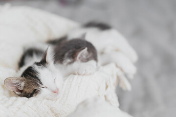 Fototapeta na wymiar Cute little kittens sleeping on blanket in basket. Portrait of adorable kitty napping. Sweet dreams