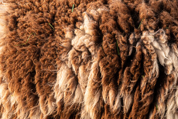 Schaf Details Nahaufnahme  warme und weiche Schafswolle