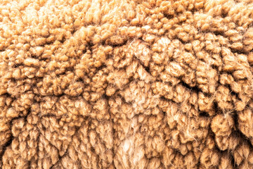 Schaf Details Nahaufnahme  warme und weiche Schafswolle