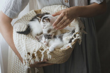 Woman in rustic dress holding basket with cute little kittens. Adorable kitties in basket. Adoption