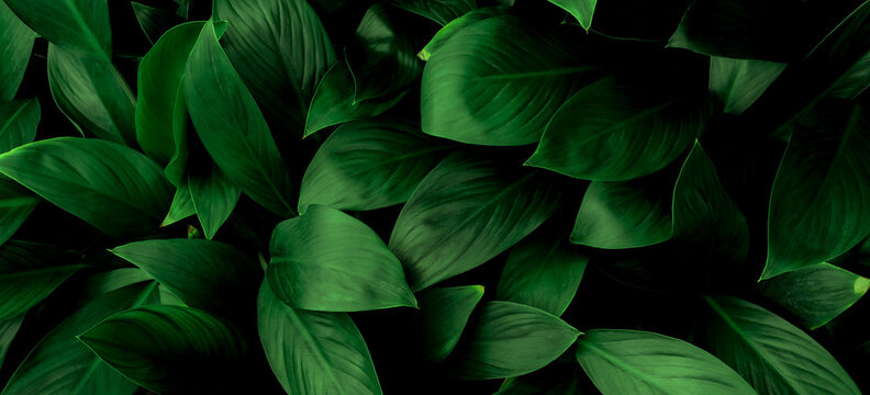 Fototapeta Green leaf texture,Green leaves pattern background