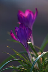 Fresh purple crocus flowers growing on dark background