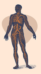 The circulatory system of the human body. Detailed vector, from vintage 1893 engraving. 