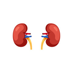 kidney flat design vector illustration kidney.