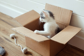 Cute little kitten playing in cardboard box on floor. Adorable curious kitty in delivery box. Adopt