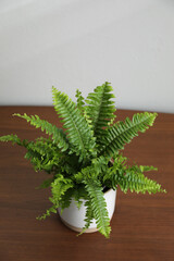 Beautiful fresh potted fern on wooden table