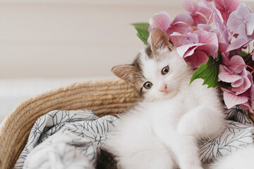 Cute little kitten relaxing in basket with beautiful pink flowers. Sweet sleepy kitty with hydrangea