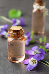 Beautiful wood violets and essential oil on grey table. Spring flowers